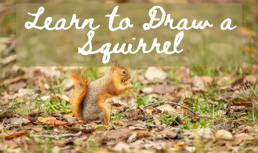 Squirrel Drawing Tutorial